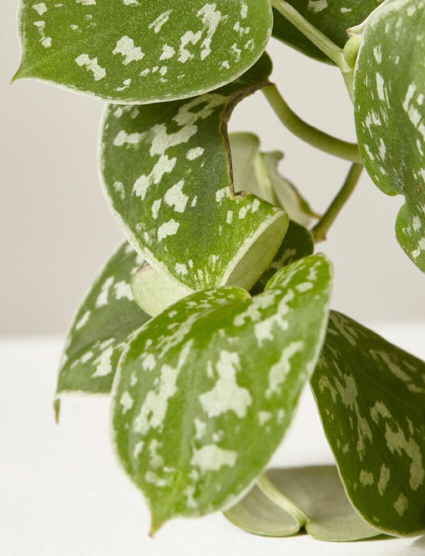 product_plants_10_3