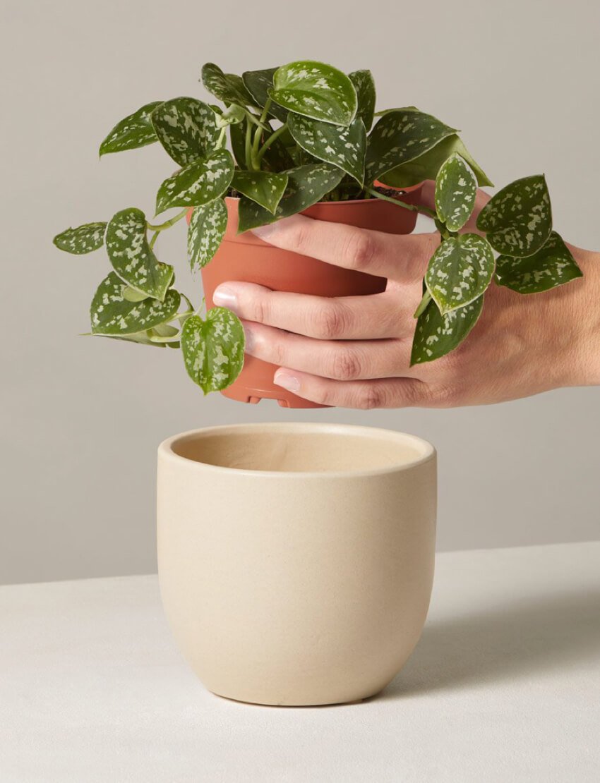 product_plants_10_4