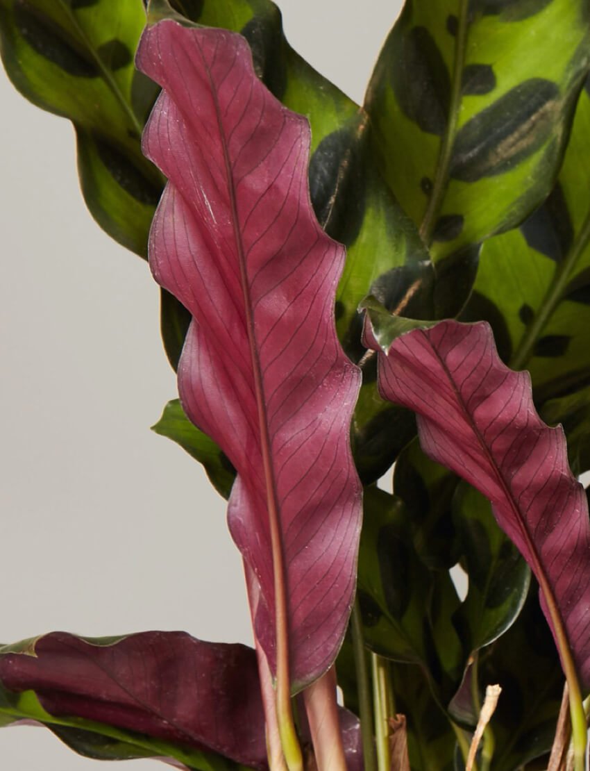 product_plants_15_3